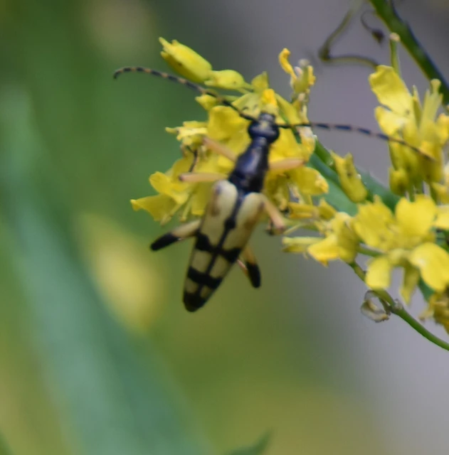 Rutpela maculata - tarkacsápú karcsúcincér Rutpela maculata - tarkacsápú karcsúcincér