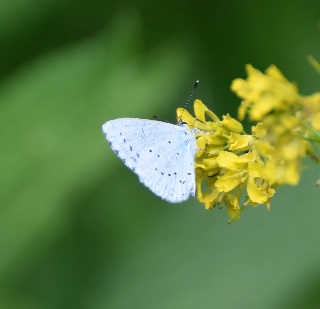 Celastrina argiolus - bengeboglárka