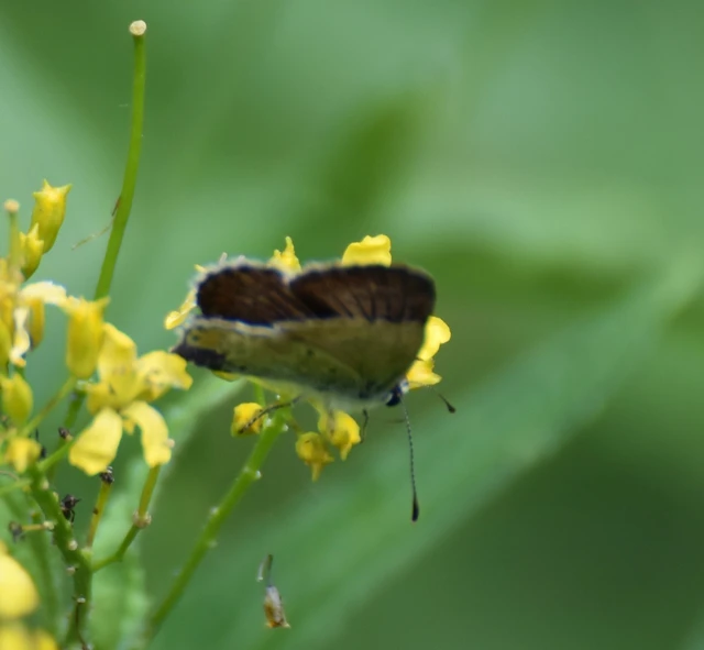 Aricia artaxerxes issekutzi - bükki szerecsenboglárka