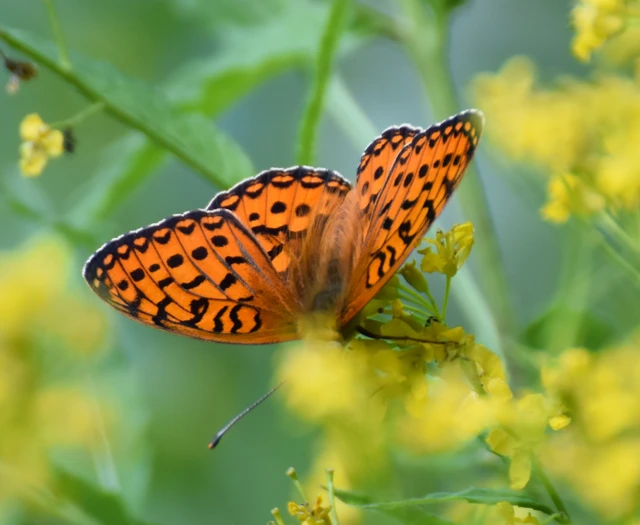 Argynnis aglaja - kerekfoltú gyöngyházlepke