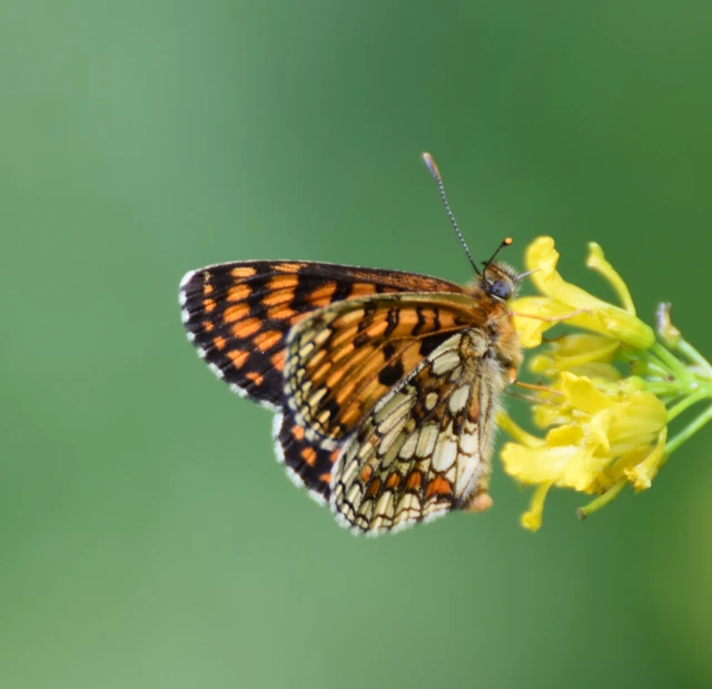 Melitaea athalia - közönséges tarkalepke