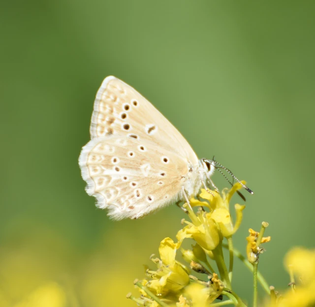 Polyommatus daphnis - csipkés boglárka