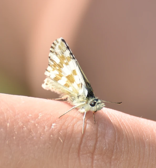 Pyrgus alveus - hegyi busalepke