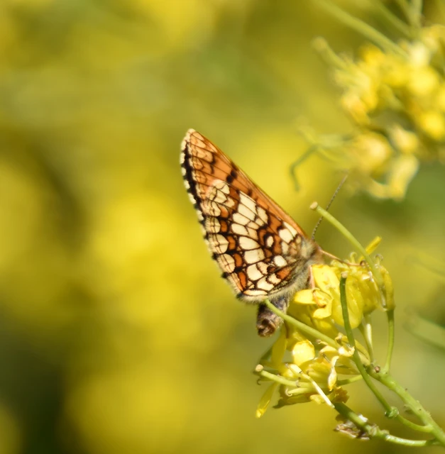 Melitaea athalia - közönséges tarkalepke