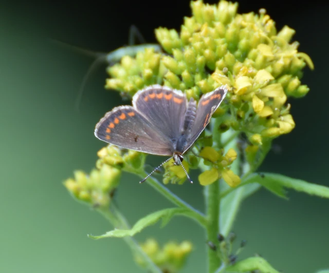 Aricia agestis - szerecsenboglárka