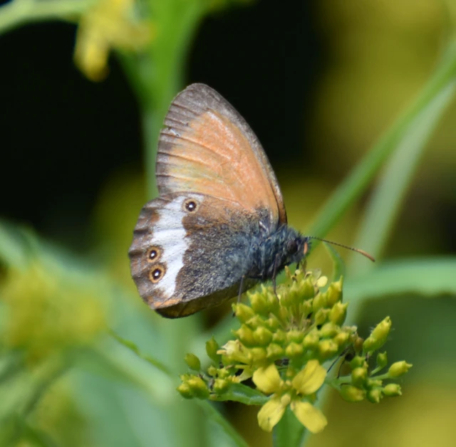 Coenonympha arcania - fehéröves szénalepke