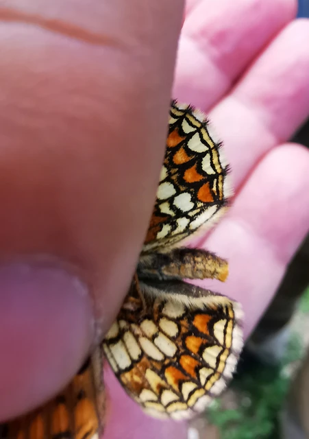 Melitaea aurelia - recés tarkalepke