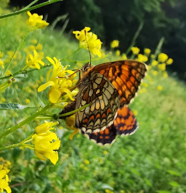 Melitaea athalia - közönséges tarkalepke