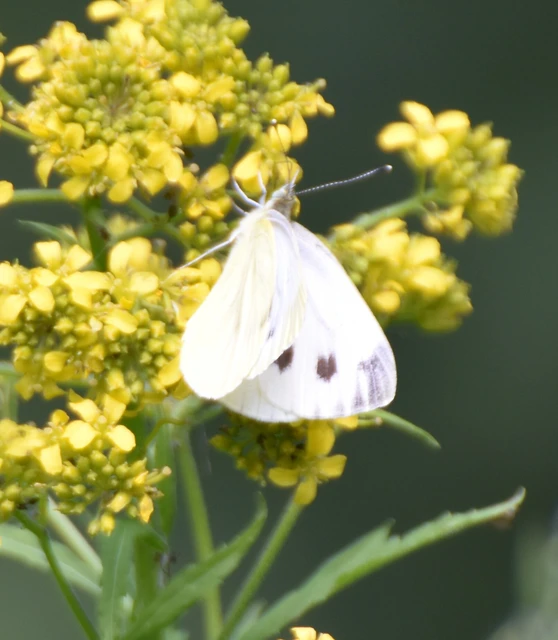 Pieris napi - repcelepke