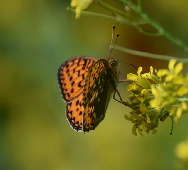Argynnis aglaja - kerekfoltú gyöngyházlepke