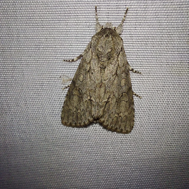 Acronicta aceris - vadgesztenye-szigonyosbagoly