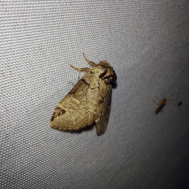 Drymonia obliterata - feketefoltos púposszövő