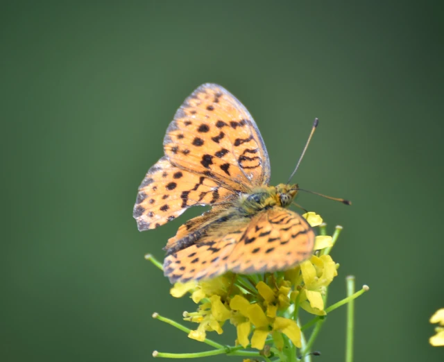 Brenthis daphne - málna-gyöngyházlepke Brenthis daphne - málna-gyöngyházlepke