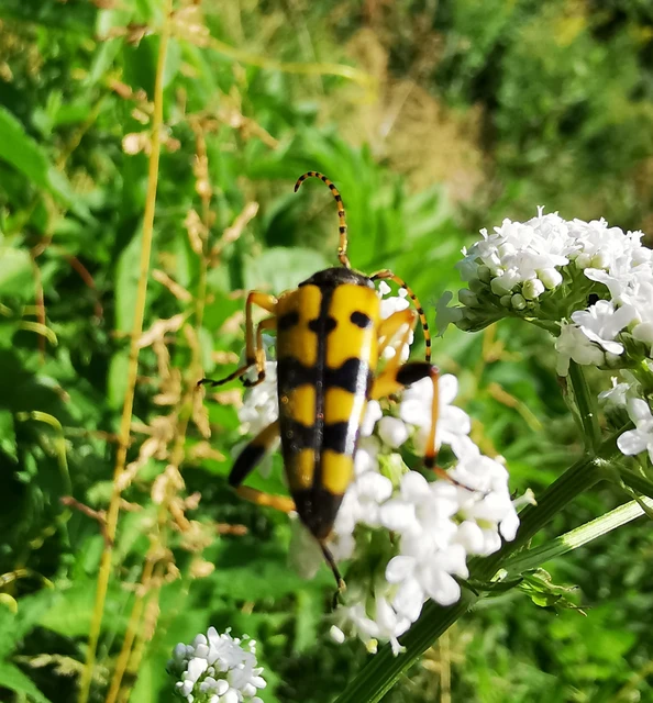 Rutpela maculata - tarkacsápú karcsúcincér Rutpela maculata - tarkacsápú karcsúcincér