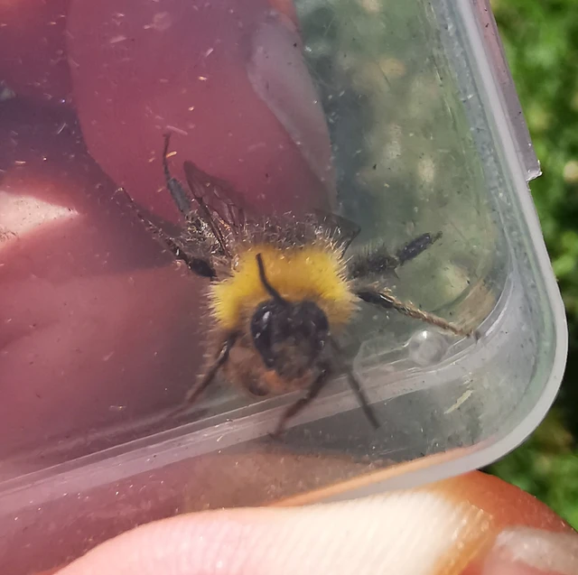 Bombus pratorum Bombus pratorum