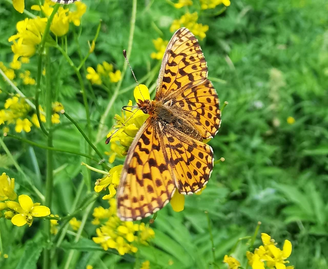 Boloria dia - kis gyöngyházlepke