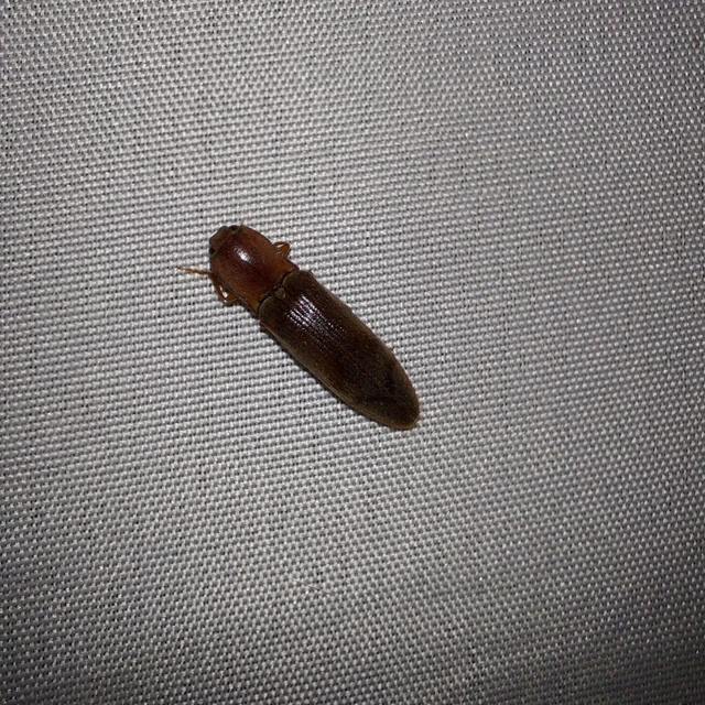 Stenagostus rhombeus - rombusznyakú pattanó