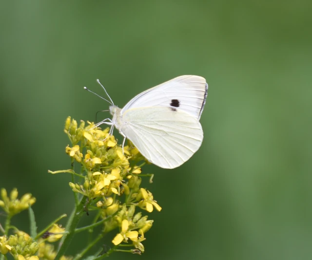 Pieris brassicae - káposztalepke