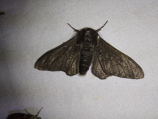 Biston betularia - szürkepettyes araszoló