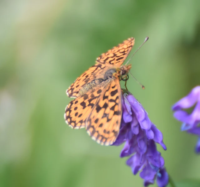 Boloria dia - kis gyöngyházlepke