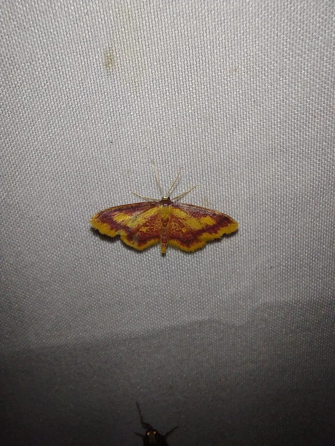 Idaea muricata - mocsári pirosaraszoló