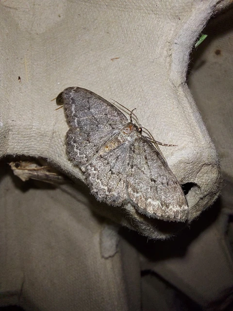 Ectropis crepuscularia - avararaszoló