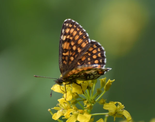 Melitaea