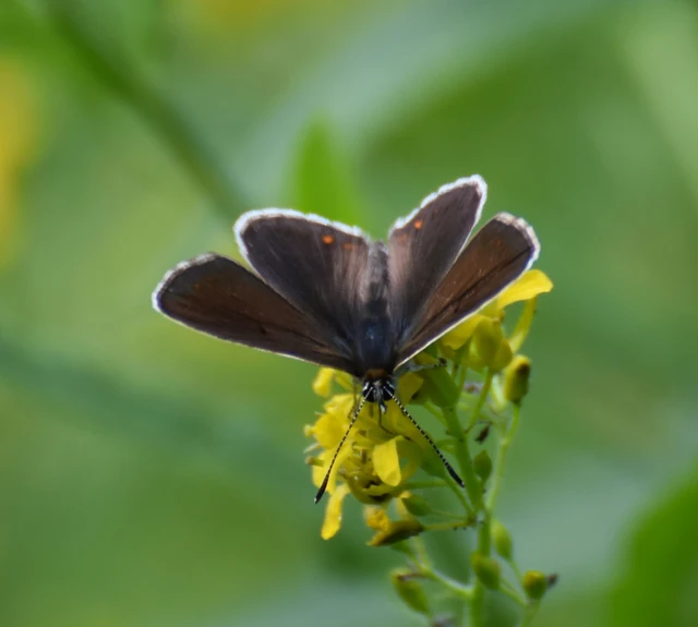 Aricia artaxerxes issekutzi - bükki szerecsenboglárka