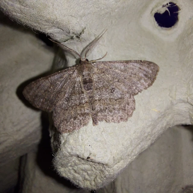 Hypomecis punctinalis - pettyes faaraszoló