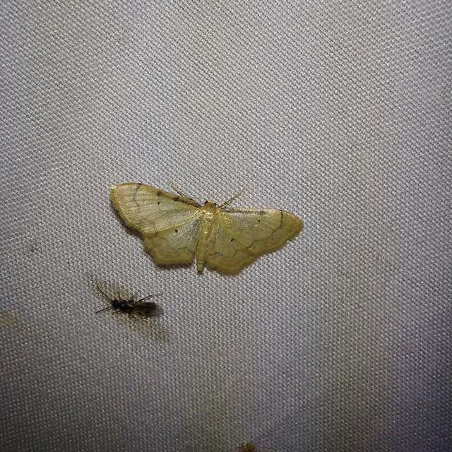 Idaea politaria - vonalas apróaraszoló