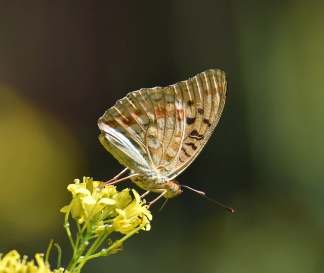 Argynnis adippe - ezüstös gyöngyházlepke