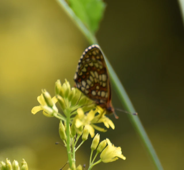 Melitaea britomartis - barnás tarkalepke