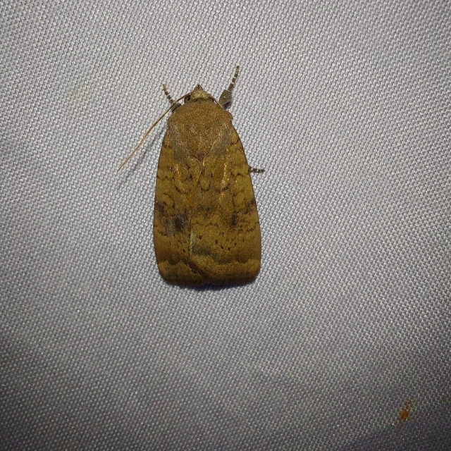 Noctua interjecta - zömök sárgafűbagoly