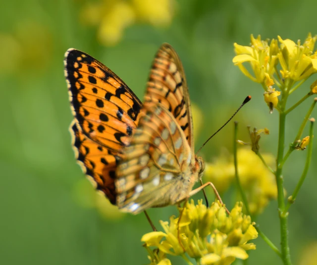 Argynnis aglaja - kerekfoltú gyöngyházlepke