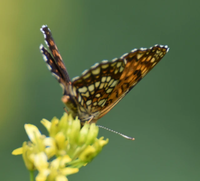 Melitaea diamina - kockás tarkalepke