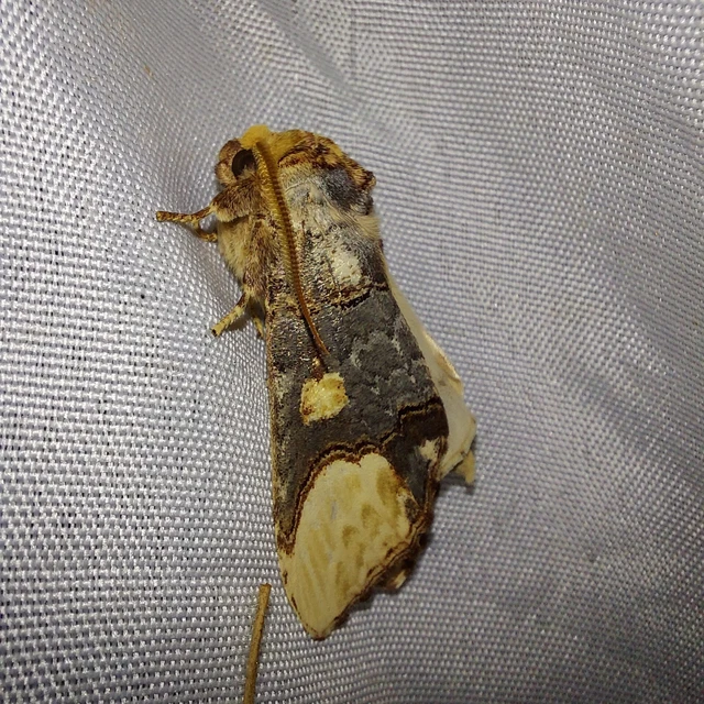 Phalera bucephaloides - magyar púposszövő