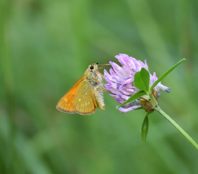 Ochlodes sylvanus - erdei busalepke