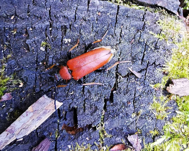 Stictoleptura rubra - vörös virágcincér