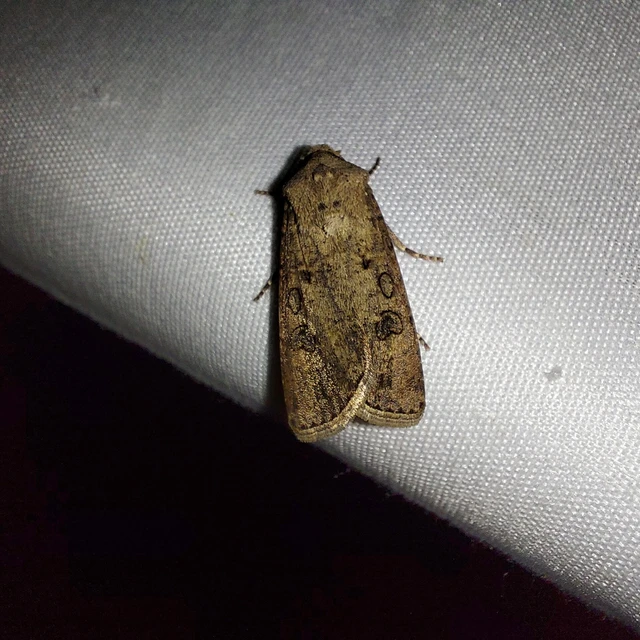 Agrotis segetum - vetési földibagoly