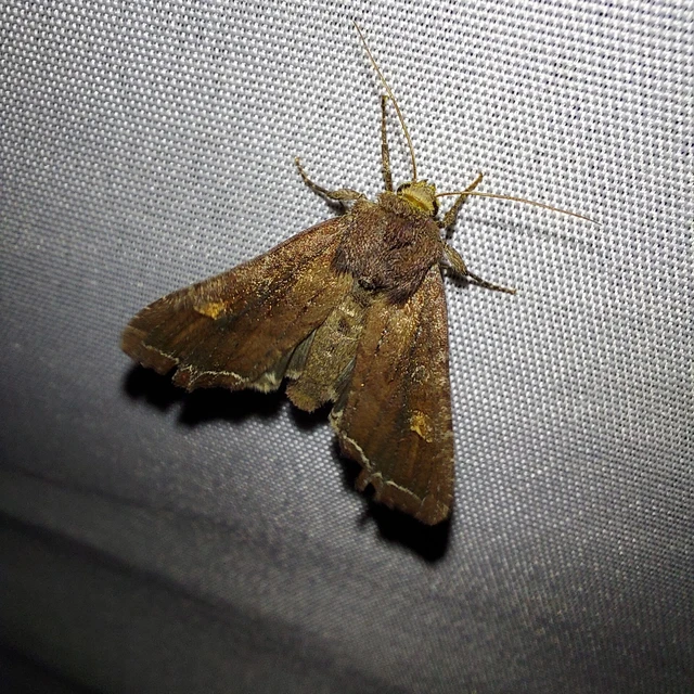 Lacanobia oleracea - saláta-kertibagoly