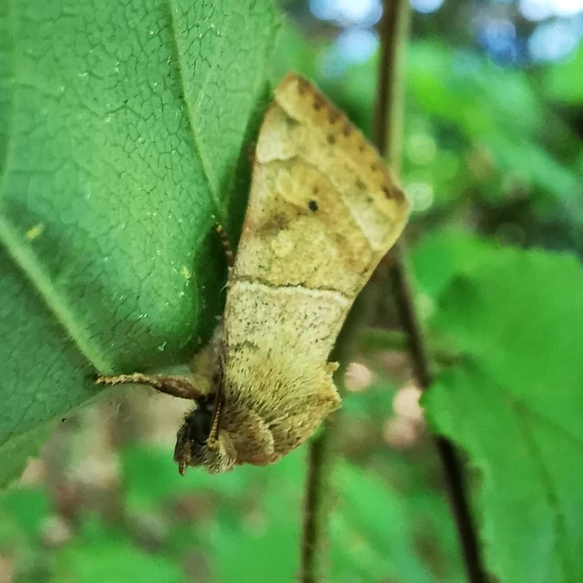 Cosmia trapezina - közönséges lombbagoly