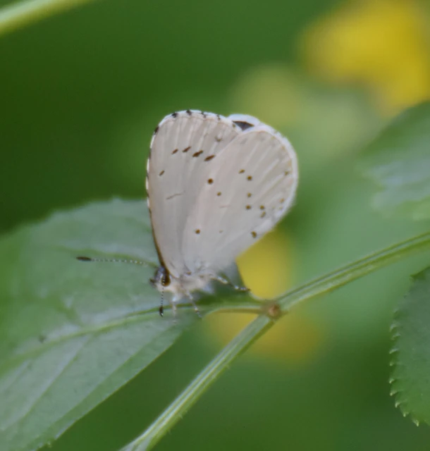 Celastrina argiolus - bengeboglárka