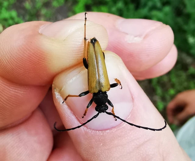 Stictoleptura rubra - vörös virágcincér