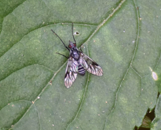 Diptera - Kétszárnyúak