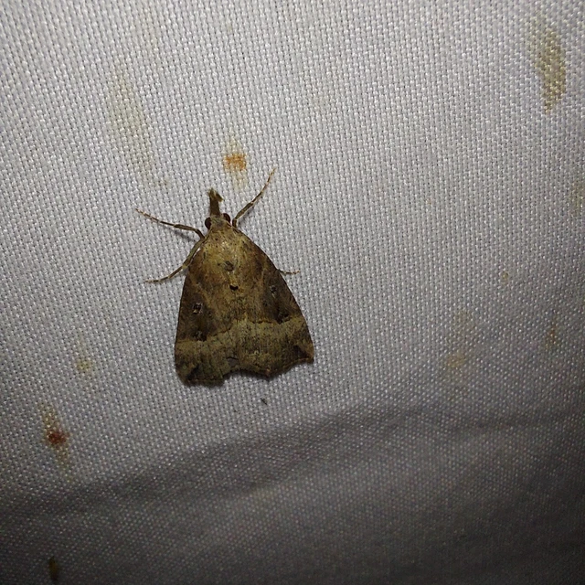 Hypena rostralis - közönséges karcsúbagoly