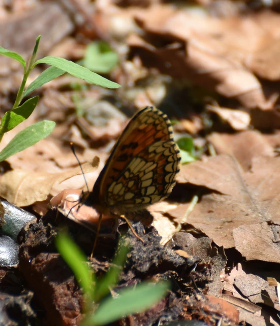 Melitaea athalia - közönséges tarkalepke