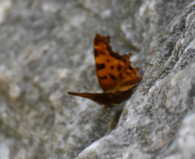 Nymphalis c-album - C-betűs lepke
