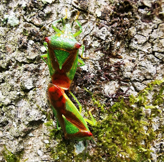 Acanthosoma haemorrhoidale - nagy dajkapoloska Acanthosoma haemorrhoidale - nagy dajkapoloska