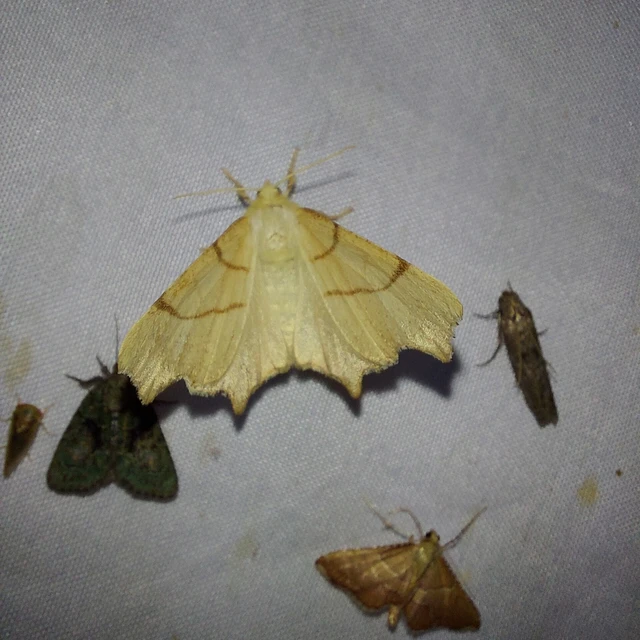 Ennomos erosaria - hársfa-levélaraszoló