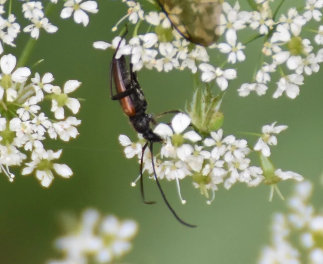 Stenurella melanura - feketevégű karcsúcincér